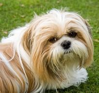 cute hairy Dog Shih Tzu
