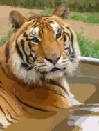 portrait of a wild striped african tiger