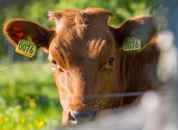 brown cow with a yellow mark on a summer pasture