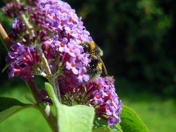 Bee is sitting on the summer lilac flower