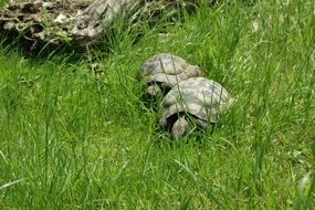 couple of tortoises