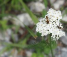 Insects are on a flower