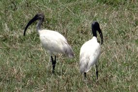 couple of black-headed ibises