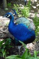 blue peacock with a crest