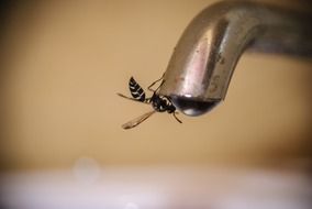 bee on a tap of water