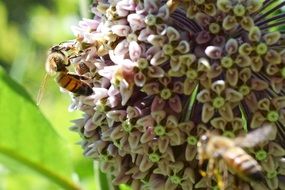 honey bees on a flower