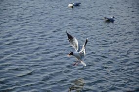 seagulls hover over the blue sea water