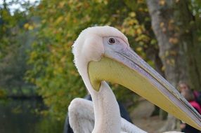 pelican profile photo