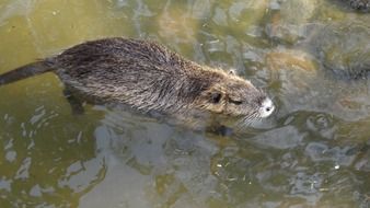 water rat in wildlife