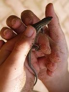 lizard in the hands of man