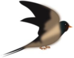 black swallow drawing