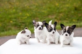 Cute chihuahua puppies