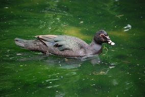 duck swimming in green water