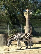 zebra in the aviary in the zoo