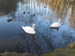 swans and ducks swimming on the lake