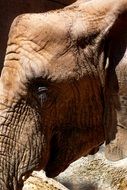 portrait of a cute african elephant