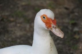 portrait of a white duck