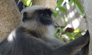 gray langur on a tree close-up on blurred background