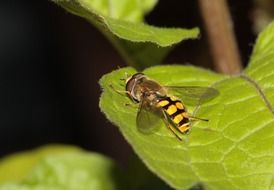 hoverfly on the green leaf in summer