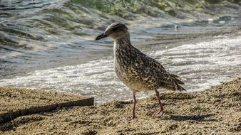 Wild Seagull Grey Bird