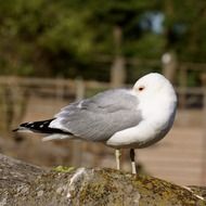 sleeping seagull