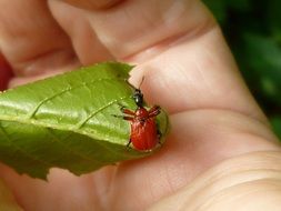 beetle on a green leaf on a hand