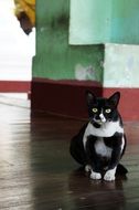 black and white cat sitting indoor