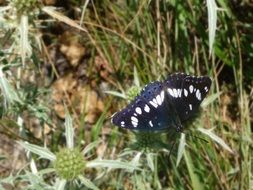 black butterfly on the summer meadow