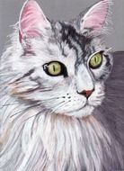 colored pencil drawing cat