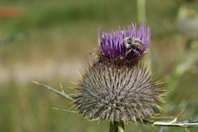Flower Thistle