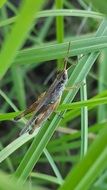 slant faced grasshopper on the blade of grass