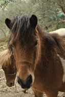 charmingly cute Pony