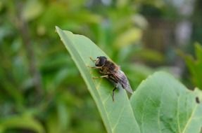 insect on a green leaf on a background of green trees