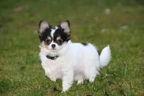 chihuahua with raised ears in the meadow