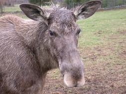 Portrait of Moose Animal