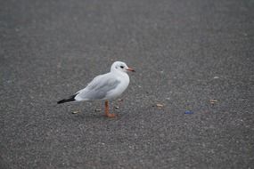 Seagull Bird Foraging Cigarettes scene