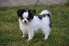 chihuahua in the meadow