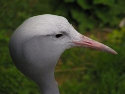 Portrait of crane bird