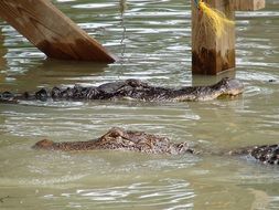 dangerous reptiles swim in a river in America
