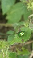 green beetle on a plant