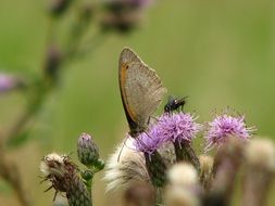 butterfly and fly on a blooming thistle