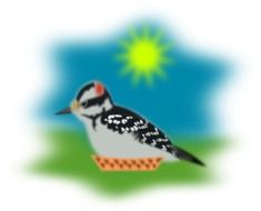 woodpecker as a graphic image