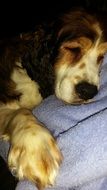 English Springer Spaniel, sleeping dog