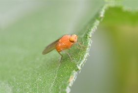 lazy fly on a green leaf