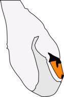 oval swan as an illustration