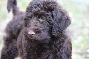 cute brown labradoodle puppy