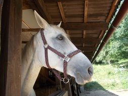 White horse on a farm in summer