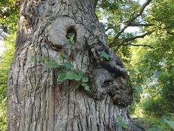 Weird tree in a forest