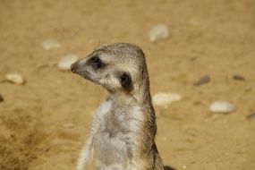 Meerkat Portrait Head
