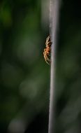 delightful Spider on the white cobweb
